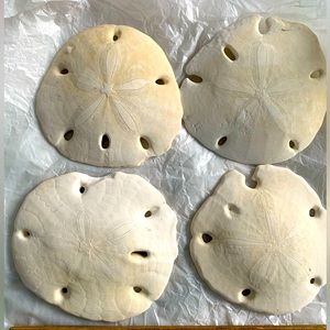 Lot of 4 Sand Dollars 2 inch Diameter Pacific  Ocean Beach Collection